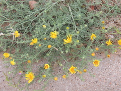 Xanthisma spinulosum