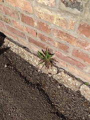 Taraxacum