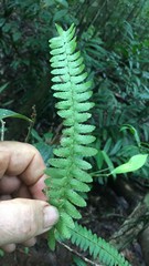 Arthropteris palisotii