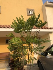 Plerandra elegantissima