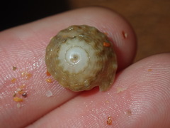 Bellastraea squamifera