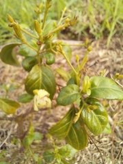 Justicia campylostemon