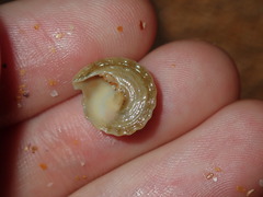 Bellastraea squamifera