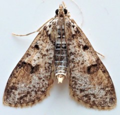 Palpita arsaltealis