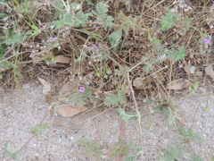 Erodium cicutarium