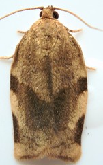 Choristoneura fractivittana