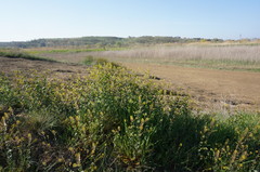 Lepidium perfoliatum
