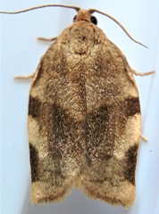 Choristoneura fractivittana