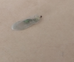 Chrysoperla