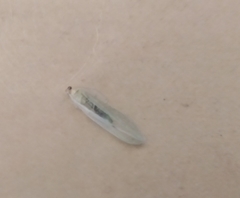 Chrysoperla