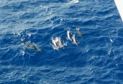 Steno bredanensis