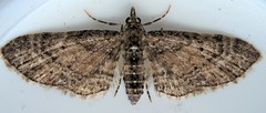 Eupithecia palpata