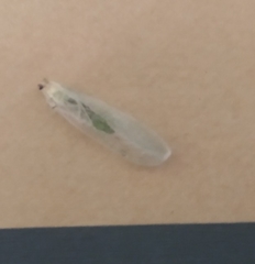 Chrysoperla