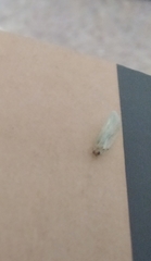 Chrysoperla