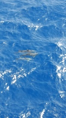 Steno bredanensis