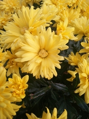 Chrysanthemum morifolium