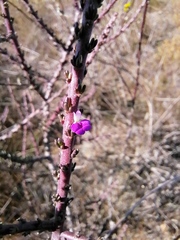 Muraltia macropetala