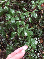 Putterlickia verrucosa