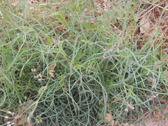 Thelesperma megapotamicum