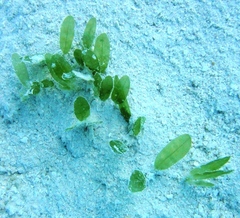 Halophila decipiens