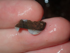 Ischnochiton australis