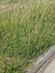 Dichanthium annulatum