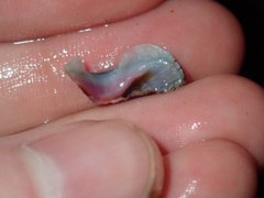 Ischnochiton australis