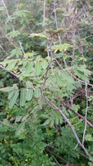 Mimosa asperata