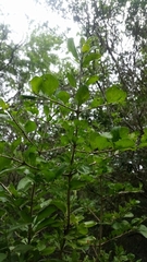 Randia obcordata
