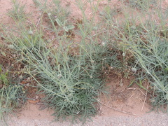 Thelesperma megapotamicum