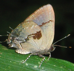 Calycopis centoripa