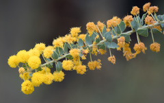 Acacia sertiformis