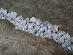 Image of Nodilittorina pyramidalis