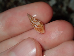 Mitrella semiconvexa