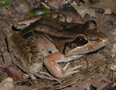 Leptodactylus bolivianus