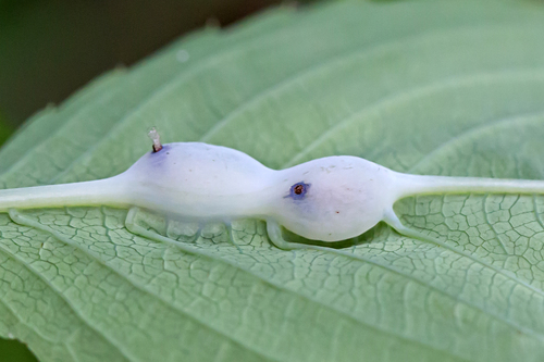 Neolasioptera impatientifolia (Felt, 1907)