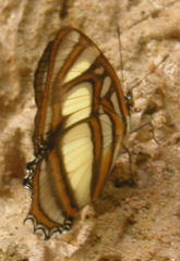 Metamorpha elissa