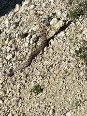 Heterodon