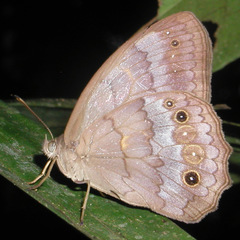 Pseudodebis valentina