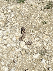 Heterodon