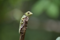 Chamaeleo gracilis image