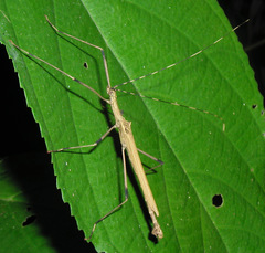 Pseudophasma blanchardi