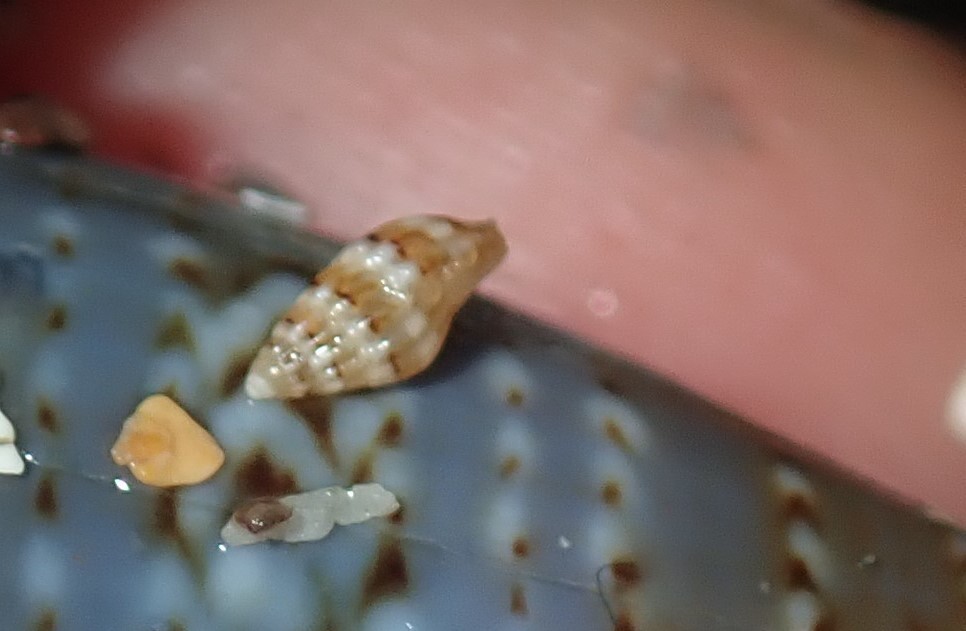 Zafra troglodytes