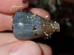 Conus papilliferus