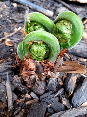 Matteuccia struthiopteris