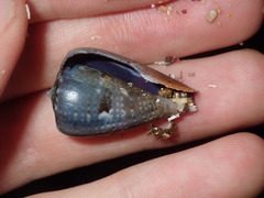 Conus papilliferus