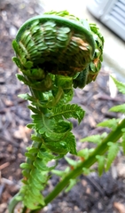 Matteuccia struthiopteris