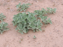 Physalis cinerascens