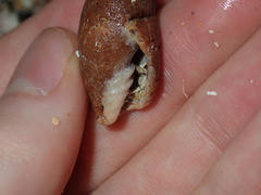 Isara carbonaria