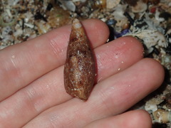 Isara carbonaria